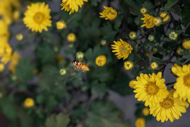 Kleine gelbe wilde Chrysanthemen im Park