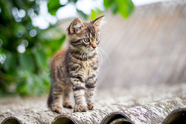 Kleine gestreifte Katze, die auf dem Dach des Hauses sitzt