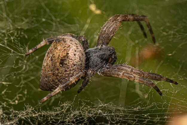 Foto kleine gewebespinne