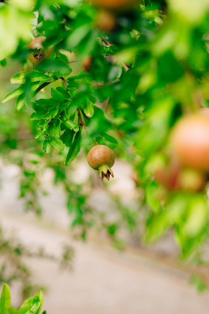 Kleine Granatäpfel am Baum