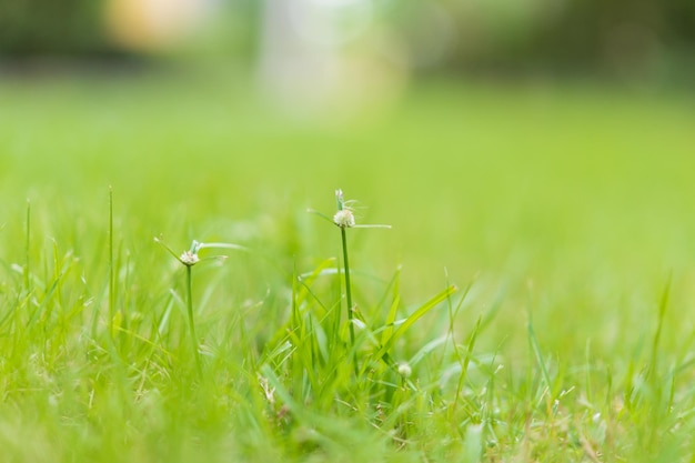 kleine Grasblume mit unscharfem Hintergrund