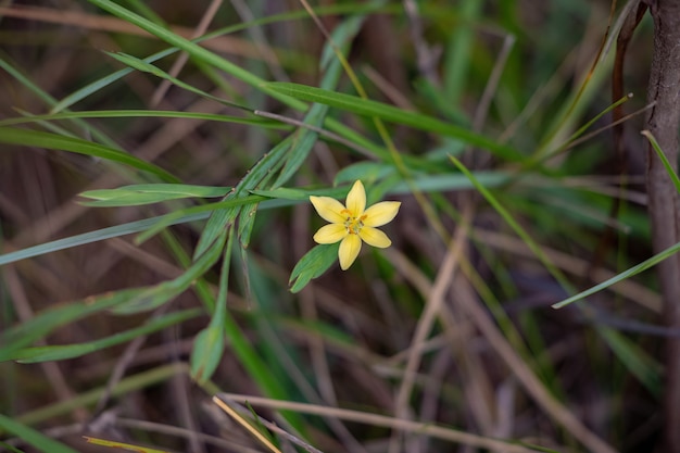 Kleine Graspflanze Blume der Art Sisyrinchium vaginatum