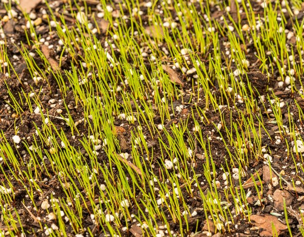 Foto kleine grassämlinge oder klingen, die aus dem obersten boden in neu gepflanztem gartenrasen auftauchen und neues leben und anfänge zeigen