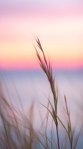 Kleine Grasstämme in Nahaufnahme mit Sonnenuntergang über ruhigem Meer, Sonne untergeht