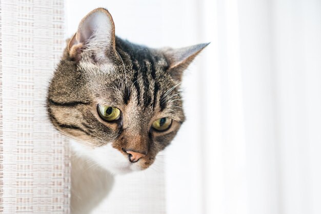 Kleine grau gestreifte und neugierig aussehende Katze