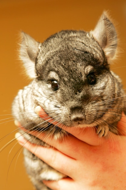 Kleine graue Chinchilla. Chinchilla-Farm