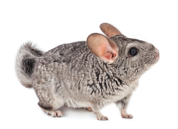 Kleine graue Chinchilla