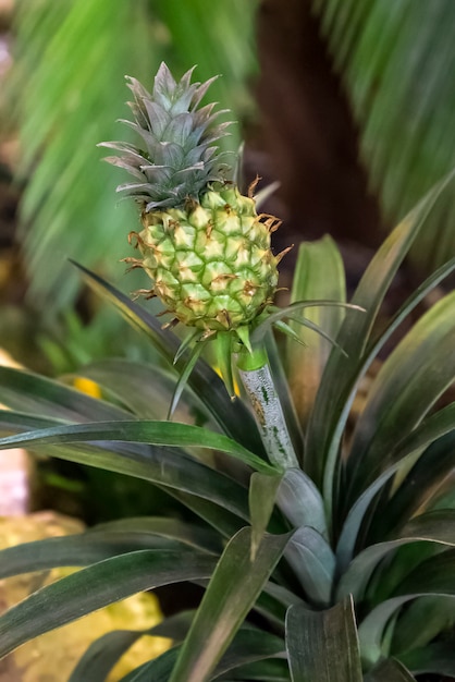 Kleine grüne Ananas an einem langen Stiel