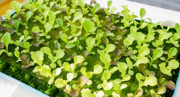 Foto kleine grüne eichenpflanze in einem topfgefäß in der hydroponik landwirtschaft natur frischer bio-salat gemüse anbau landwirtschaft und gartenbau ernte für ein gesundes konzeptclose up