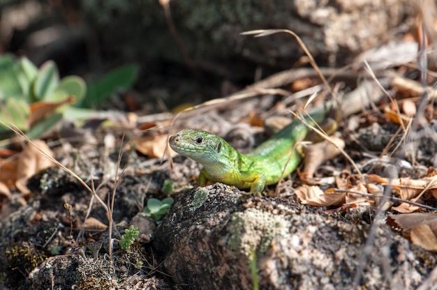 Kleine grüne eidechse, die in der sonne sich aalt.