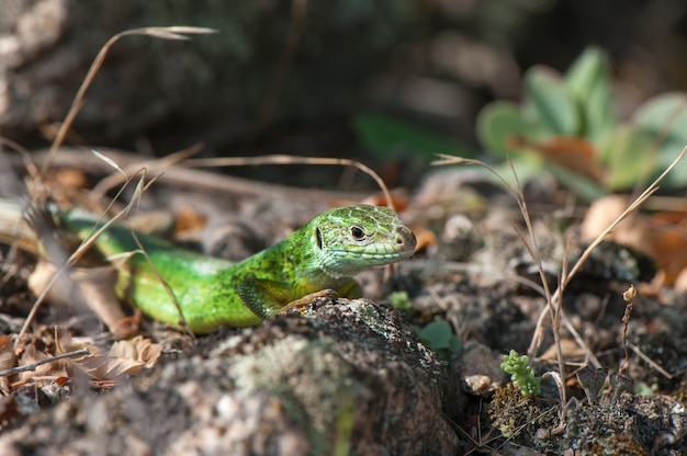 Kleine grüne Eidechse, die in der Sonne sich aalt.