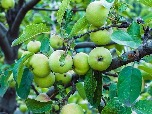 Kleine grüne Früchte auf einem Ast des Apfelbaums aus nächster Nähe