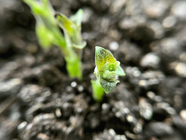 kleine grüne Kartoffelschüsse im Boden in Nahaufnahme