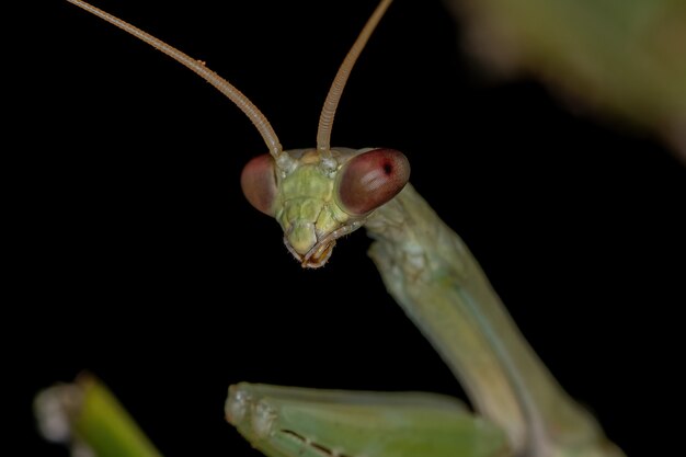 Kleine Grüne Mantis der Unterfamilie Vatinae