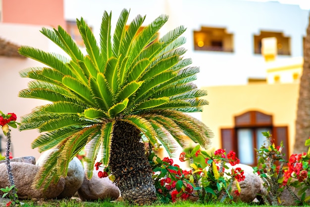 Kleine grüne Palme, umgeben von leuchtend blühenden Blumen