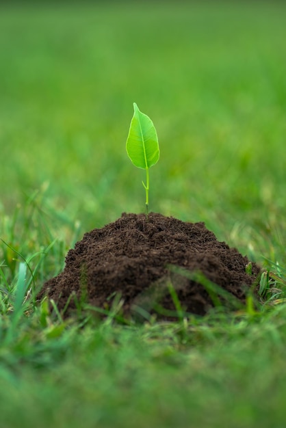 Kleine grüne Pflanze, die aus dem reinen Boden über dem grünen Grashintergrund zu wachsen beginnt