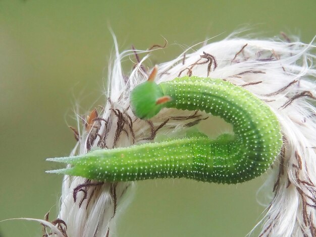 Foto kleine grüne raupe