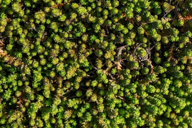 Kleine grüne Sukkulenten bedeckten den Boden