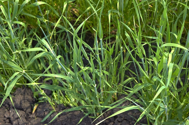 Kleine grüne Weizenhalme Das Wachstum von landwirtschaftlichem Getreide auf dem Feld im Frühjahr