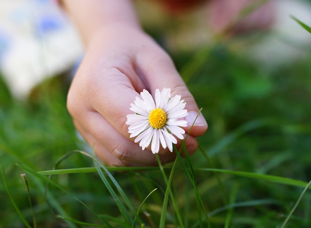 Kleine Hand mit Gänseblümchen