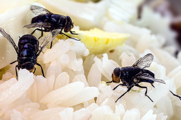 kleine Hausfliege schwarze Fliege auf Nahrung und Müll Insekten im Haus Befall ekelhafter Insekt