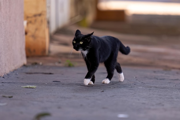 Kleine Hauskatze in Nahaufnahme mit selektivem Fokus