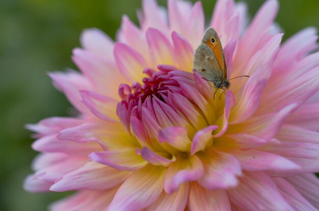 Kleine Heide auf einem rosa und gelben Dahlienblütenmakro