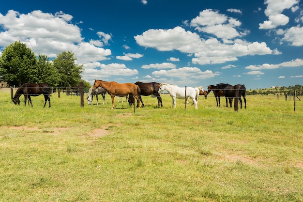 Kleine Herde von Pferden, die auf einem ländlichen Gebiet hinter einem Zaun weiden