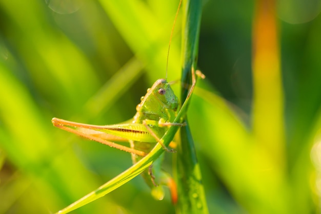 Kleine Heuschrecke, die im Tau auf dem Gras sitzt