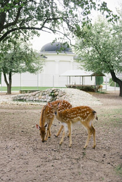 Kleine Hirsche in einem Zoo in der Natur im Freien