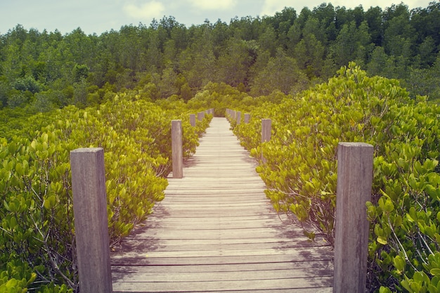 Kleine Holzbrücke auf der Fluchtpunktperspektive der Waldmangroven