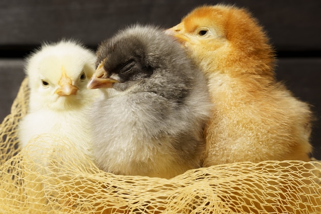 Kleine Hühner auf einem dunklen Holztisch sitzen Vögel in einem Nest aus Netz