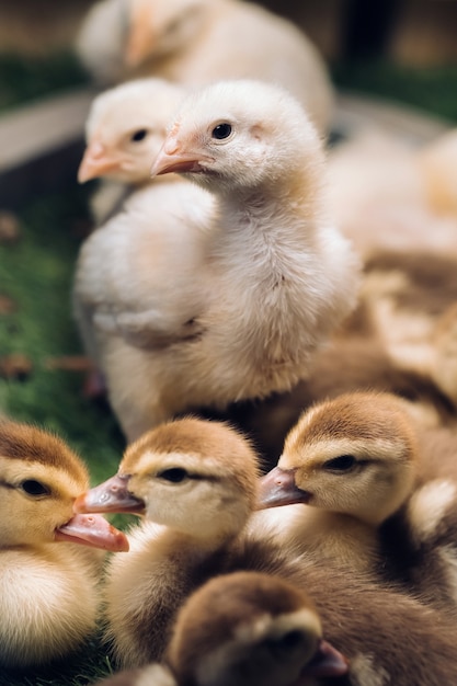 Kleine Hühner und Entenküken sonnen sich auf dem Gras