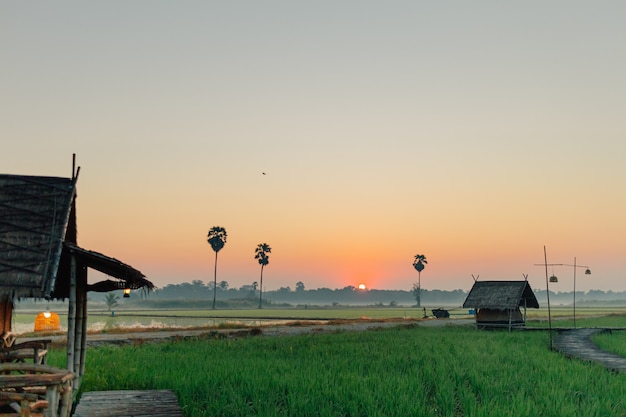 Kleine Hütte am Reisfeld mit Sonnenaufgang