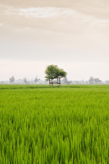 Kleine Hütte mit grünem Dach in der Mitte eines Reisfeldes Schöne Landschaft in der Natur Indonesien