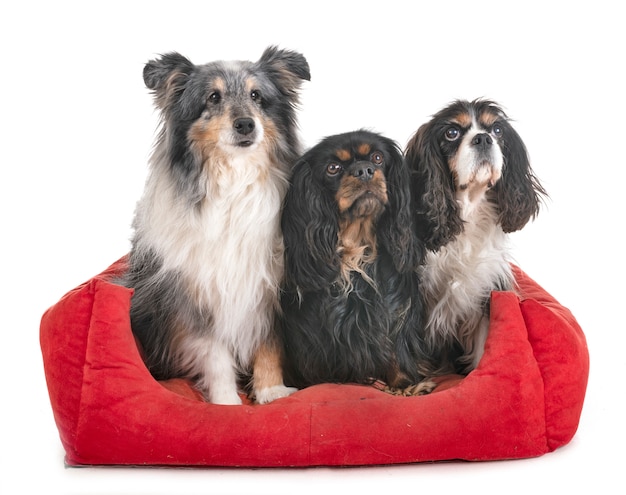 kleine Hunde im Studio