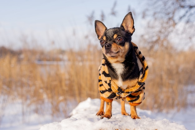 Kleine Hundejacke kalt im Winter. Chihuahua in Winterkleidung auf Schnee