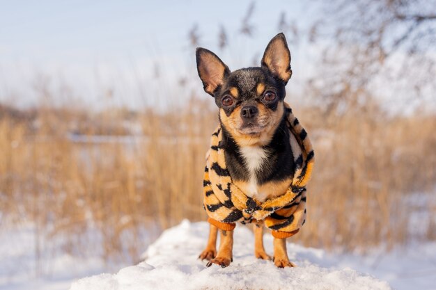 Kleine Hundejacke kalt im Winter. Chihuahua in Winterkleidung auf Schnee