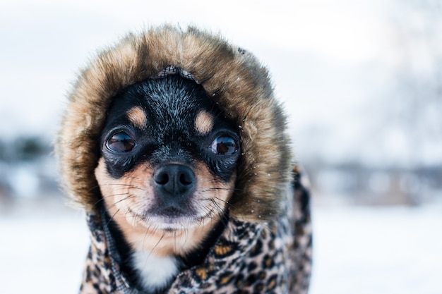 Kleine Hundejacke kalt im Winter.