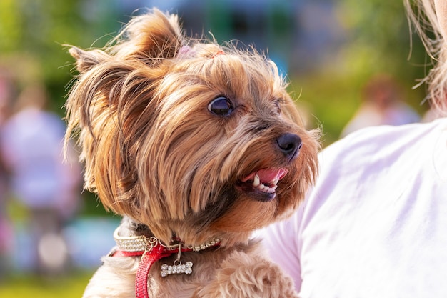 Kleine Hunderasse Yorkshire Terrier in den Armen einer Frau im Park bei sonnigem Wetter