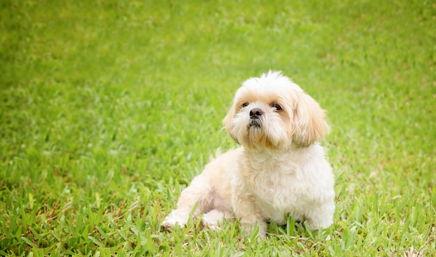 Kleine Hunderassen shih tzu braunes Fell im grünen Rasen.