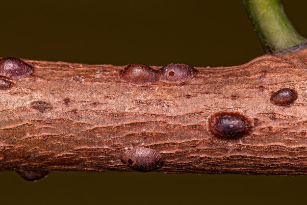 Kleine Insekten