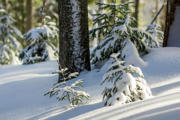 Kleine junge grüne Tannenbäume bedeckt mit Schnee