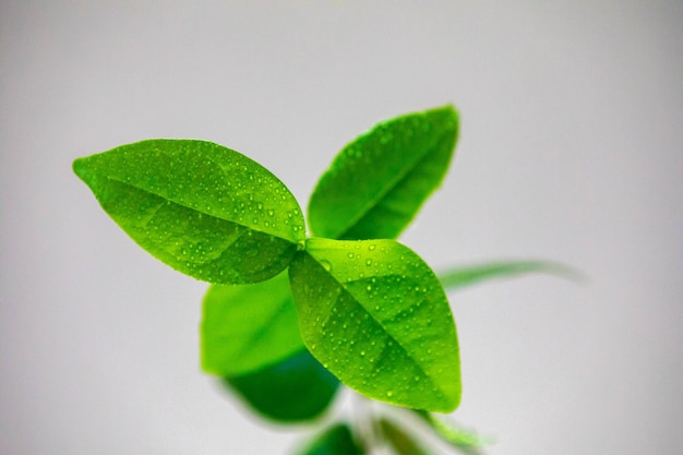 Kleine junge Pitanga-Pflanze Eugenia uniflora mit grünen Blättern