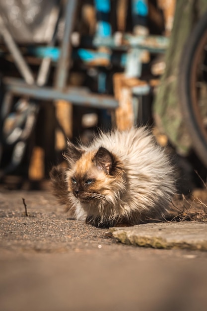 Kleine Kätzchen suchen nach Nahrung Obdachlose verlassene Tiere allein auf dem Hintergrundfoto des Straßenkonzepts