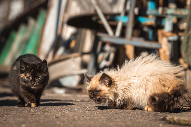 Kleine Kätzchen suchen nach Nahrung Obdachlose verlassene Tiere allein auf dem Hintergrundfoto des Straßenkonzepts