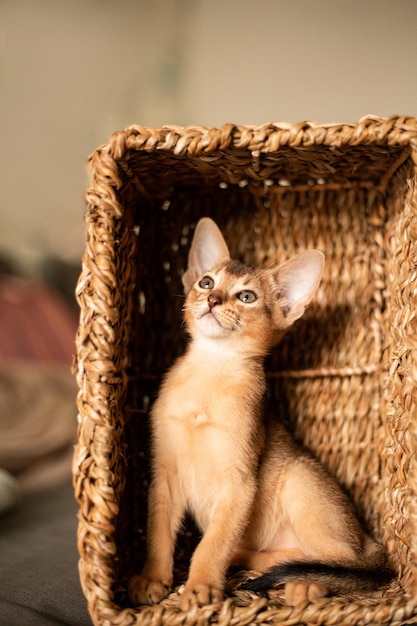 Kleine Kätzchenkatze der abessinischen Rasse, die in einem beißenden braunen Korb sitzt, schaut nach oben Lustiges Fell