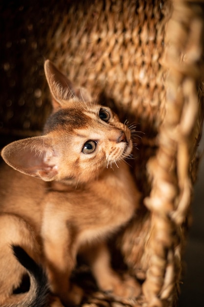 Kleine Kätzchenkatze der abessinischen Rasse, die in einem beißenden braunen Korb sitzt, schaut nach oben Lustiges Fell