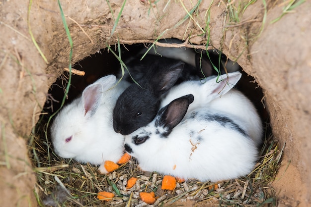 Kleine Kaninchen sitzen in einem Loch