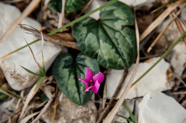 Kleine karmesinrote Blume wächst zwischen Felsen und grünen Blättern. Konzeption des Frühlings, neues Leben in der Natur.
